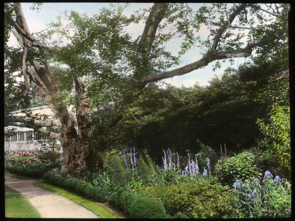 Lush garden with tall, blooming flowers and a large, gnarled tree. A pathway curves near a building in the background.