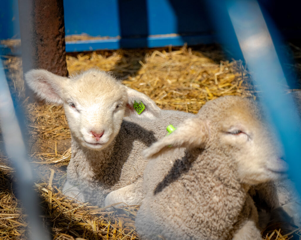 Two young lambs rest together on straw in a sunlit pen, their soft wool glowing under the light.