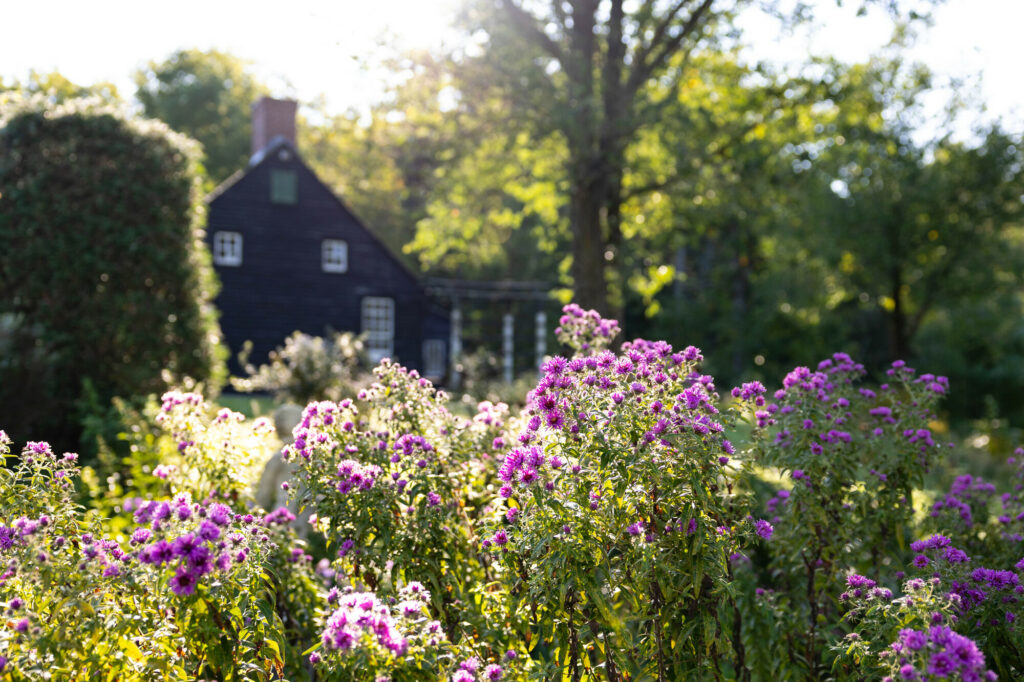 Purple wildflowers in focus with a dark, rustic house in the background, under a sun-filled canopy of lush green trees.