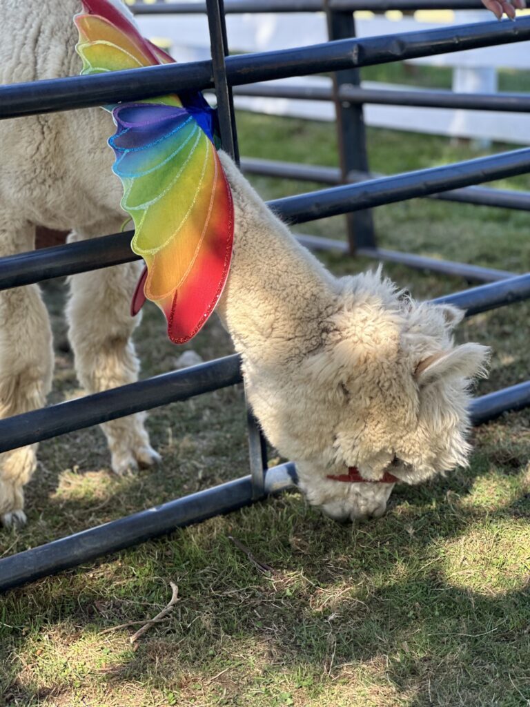 A llama with vibrant, rainbow-colored wings grazes on lush green grass, framed by metal bars.