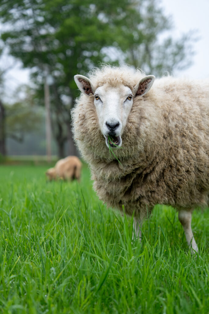 Sheep grazing in a green field, their woolly coats vivid against the lush grass, set with blurred trees in the backdrop.