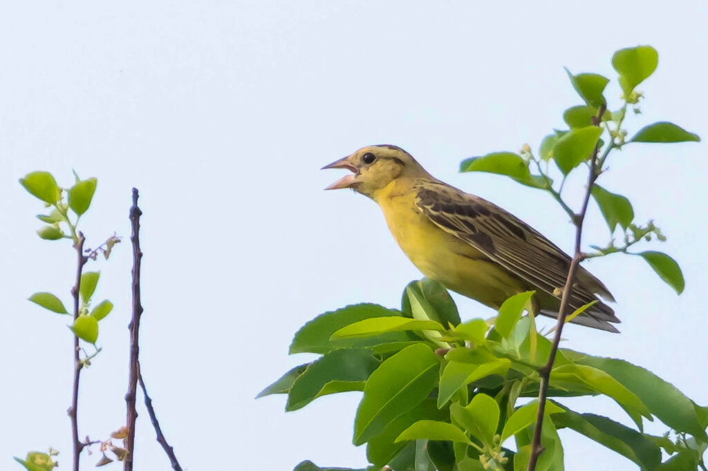Yellow bird perched amid green leaves, singing against a clear sky.