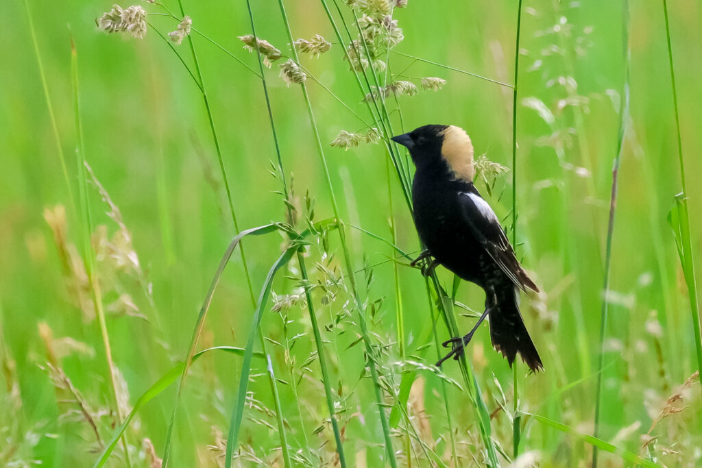 A blackbird with a golden patch perches on tall grasses, set against a lush green blurred background.