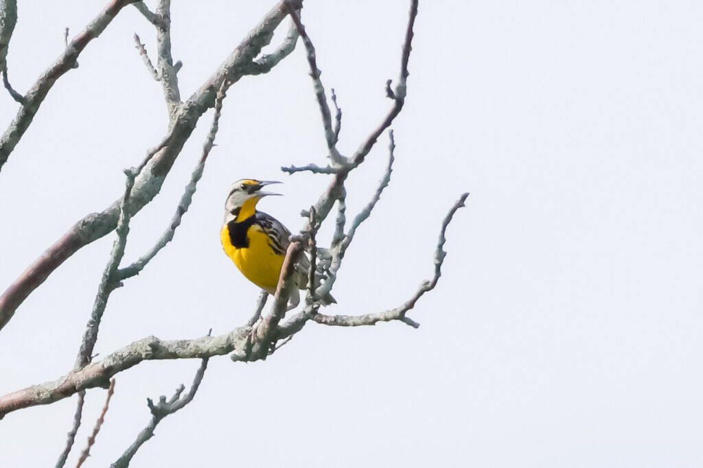 Yellow bird perched on bare, twisting branches against a clear sky.