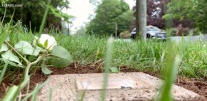 Plaque in the grass with a white rose nearby, near a street with a passing car in the background.