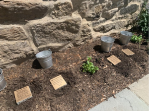 Garden with small metal buckets, plant markers, and young plants against a stone wall. Perfect for gardening projects.